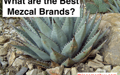 What are the Best Mezcal Brands?
