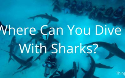 Where Can You Dive With Sharks?