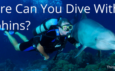 Where Can You Dive With Dolphins?