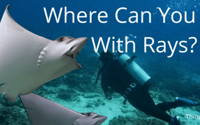 Where Can You Dive With Rays?