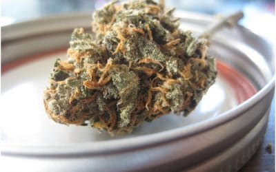 How to Get Your CBD Business Off the Ground