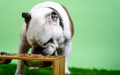 Best Custom Dog Food Brands – Fresh Dog Food Delivery Services In 2021
