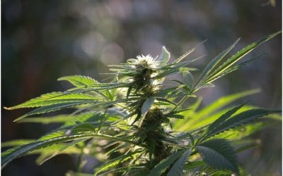 Learn About the Benefits of CBD Blueberry Pie Flavour Flower