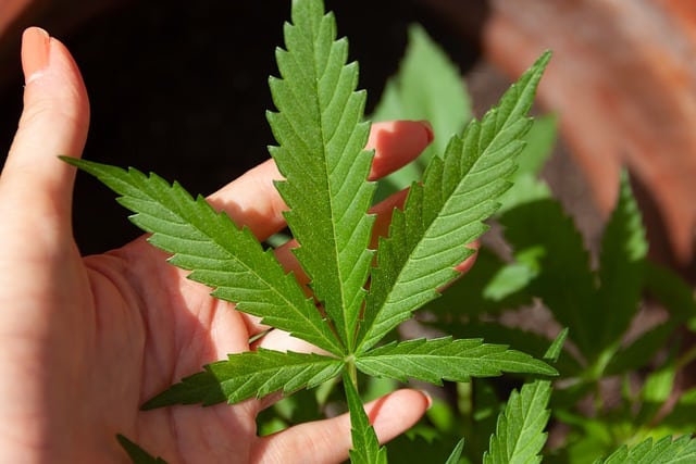 Top 5 THC-A Indica Flower Strains To Buy Online